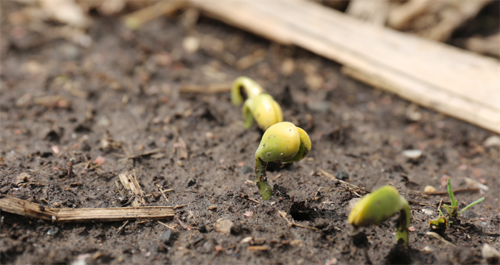 Corn and wheat look bullish going into 2022 planting season!