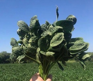 Dicamba - Gone, July 30,2020